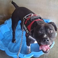 PALERM, chien à adopter