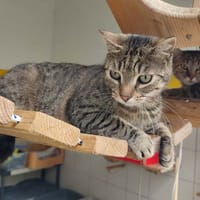 AFAITU QCT, chat à adopter
