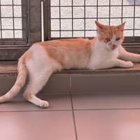 CINDY, chatte à adopter