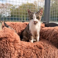 MINOUCHE, chatte à adopter