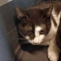 Simba, chat à adopter