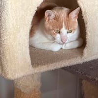 SANCHO en SOS, chat à adopter