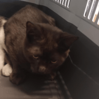 Nalou, chat à adopter