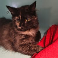 Patchouli, chatte à adopter