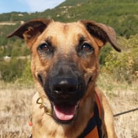 Flash, chien à adopter