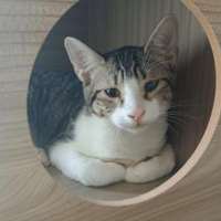 Scar, chat à adopter