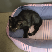 Ninja, chat à adopter