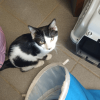 Oreo, chat à adopter
