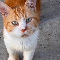 ROUQUIN en SOS, chat à adopter