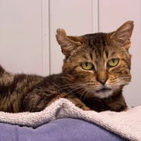 ARES, chat à adopter