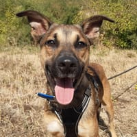 Speedy, chien à adopter