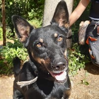 Vox, chien à adopter