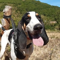 Kuk, chien à adopter