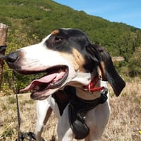 Kuk, chien à adopter