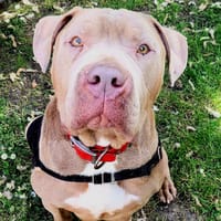 TYSON, chien à adopter