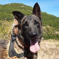 Groot, chien à adopter