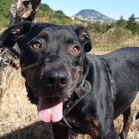 Nash, chien à adopter
