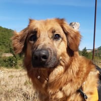 Rouky, chien à adopter
