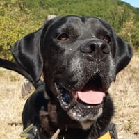 Etoile, chienne à adopter