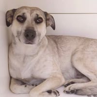 HAILEY, chienne à adopter
