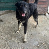 FELI, chienne à adopter