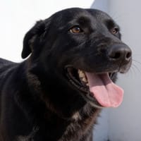 ZIAA, chienne à adopter