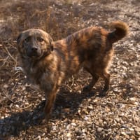 FLAVIO, chien à adopter