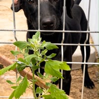 SENKA, chienne à adopter