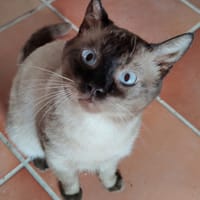 HERCO, chat à adopter
