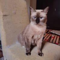 OCRE, chatte à adopter