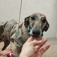 ATIZA (Hogar De paz), chienne à adopter