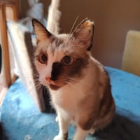 EUROPA, chatte à adopter