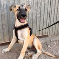 MATTI (Animalea), chien à adopter