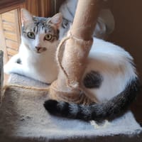 ESTRELLA, chatte à adopter