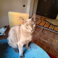 LIOO, chat à adopter