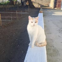 CHILIN, chatte à adopter