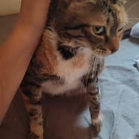 HANNAH, chatte à adopter