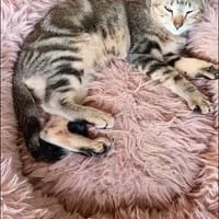 FARO, chat à adopter