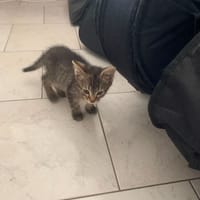 belin, chat à adopter