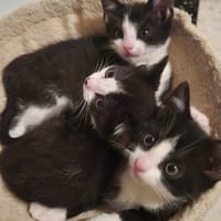 stomy, chat à adopter