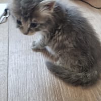 bertille, chatte à adopter