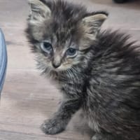 brunette, chatte à adopter