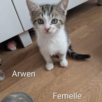 arwen, chatte à adopter