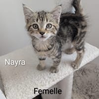 nayra, chatte à adopter