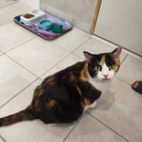 lookoume, chatte à adopter