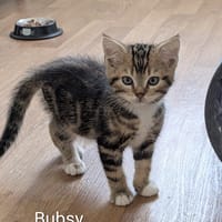 bubsy, chat à adopter