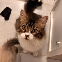 Aria de Toulouse, chatte à adopter