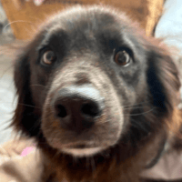 Pippa, female dog to adopt