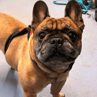 Bear, dog to adopt