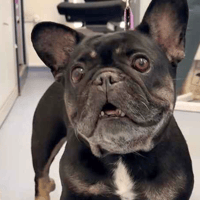 Luna, female dog to adopt